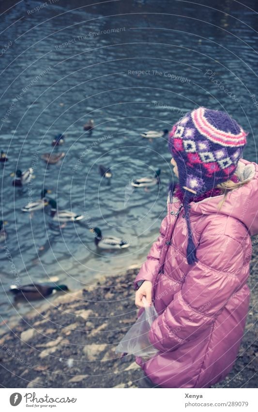 Feed the ducks Feminine Child Girl 1 Human being 3 - 8 years Infancy Lake Cap Water Feeding Blue Violet Pink Duck Duck pond Bread Leisure and hobbies