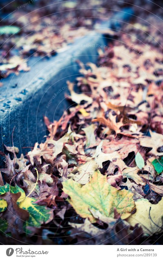 along the boardwalk Autumn Street Sidewalk Multicoloured Autumn leaves Curbside Many Leaf Covered Subdued colour Exterior shot Experimental Copy Space right