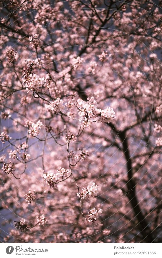 #A# Cherry awakening Art Work of art Esthetic Cherry blossom Spring Spring fever Spring day Spring colours Spring celebration Cherry tree Japan Colour photo