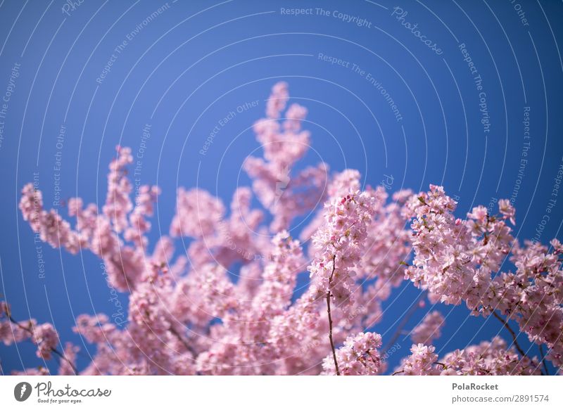#A# Pink Spring Environment Nature Landscape Plant Esthetic Spring fever Spring day Spring colours Spring celebration Blossoming Green pastures Cherry blossom