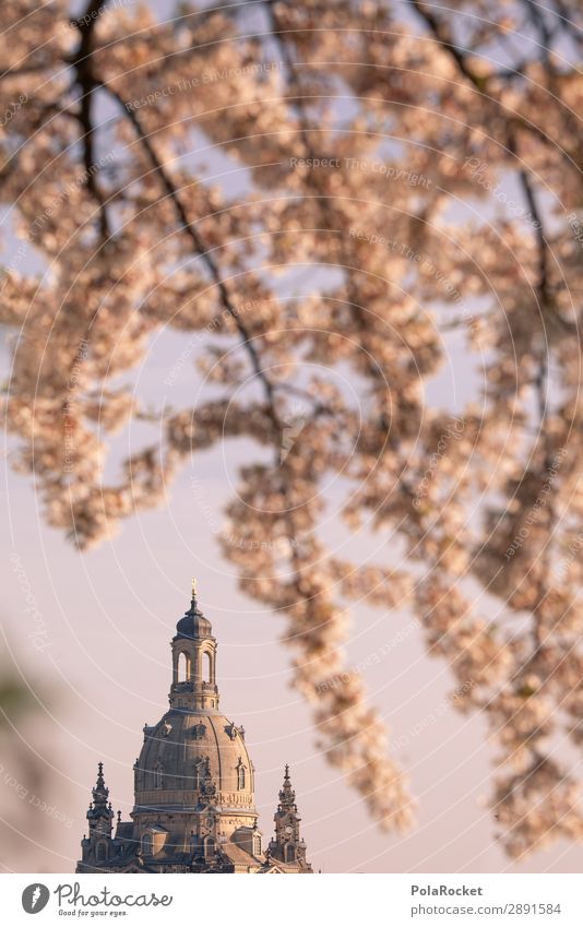 #A# Dresden Spring II Art Esthetic Frauenkirche Spring fever Wake up Saxony Blossoming Green pastures Cherry blossom Idyll Colour photo Subdued colour