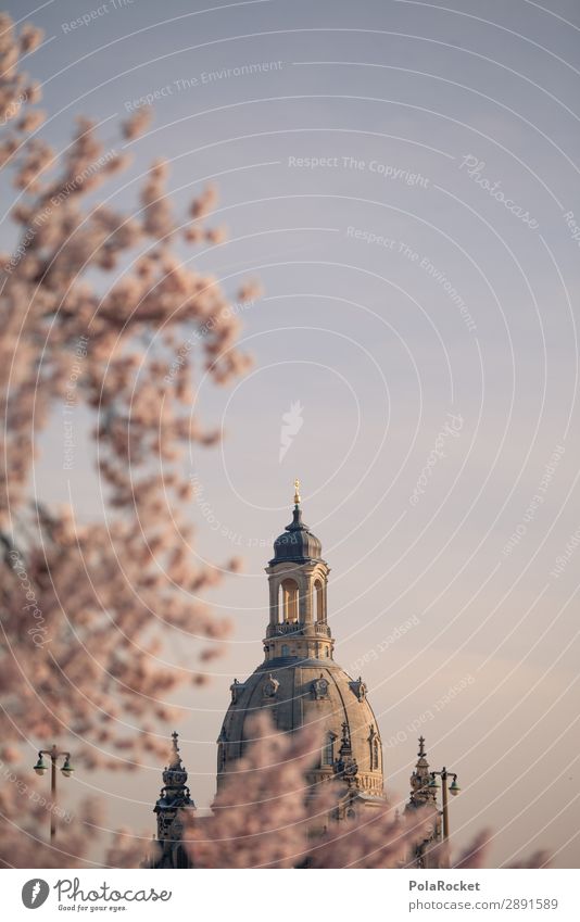 #A# Dresden Flower III Environment Beautiful weather Esthetic Frauenkirche Saxony Spring Spring day Spring colours Cherry blossom Pink Colour photo