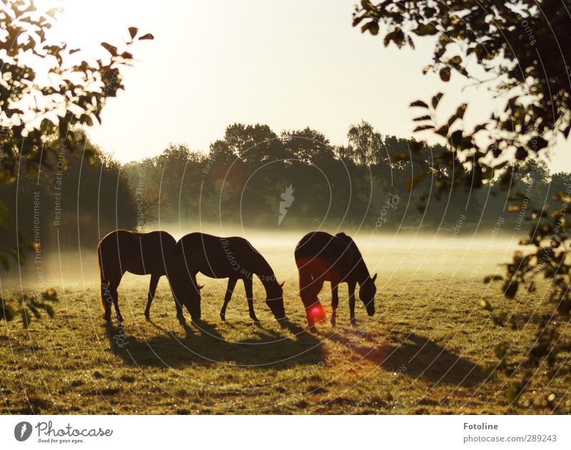 breakfast Environment Nature Plant Animal Sky Cloudless sky Autumn Fog Tree Leaf Meadow Farm animal Horse Bright Beautiful Cold Natural Pasture To feed