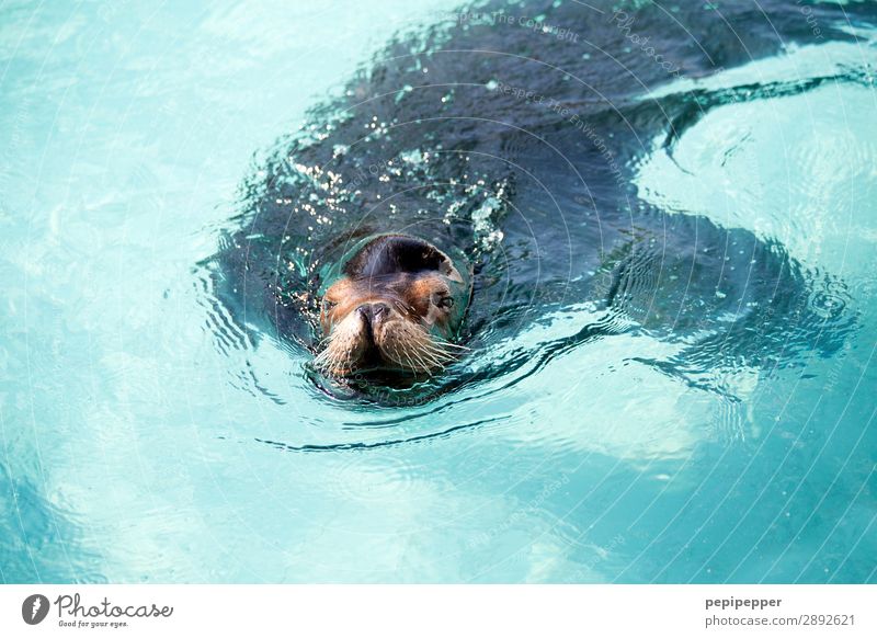 sea lion Trip Waves Animal Wild animal Animal face Pelt Sea lion 1 Water Swimming & Bathing Blue Colour photo Deserted Day Long shot Animal portrait Upper body