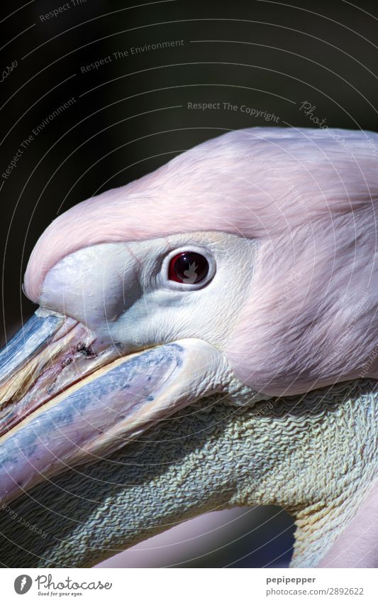 pelican Animal Wild animal Bird Animal face Pelican 1 Looking Pink Eyes Beak Colour photo Exterior shot Long shot Looking into the camera