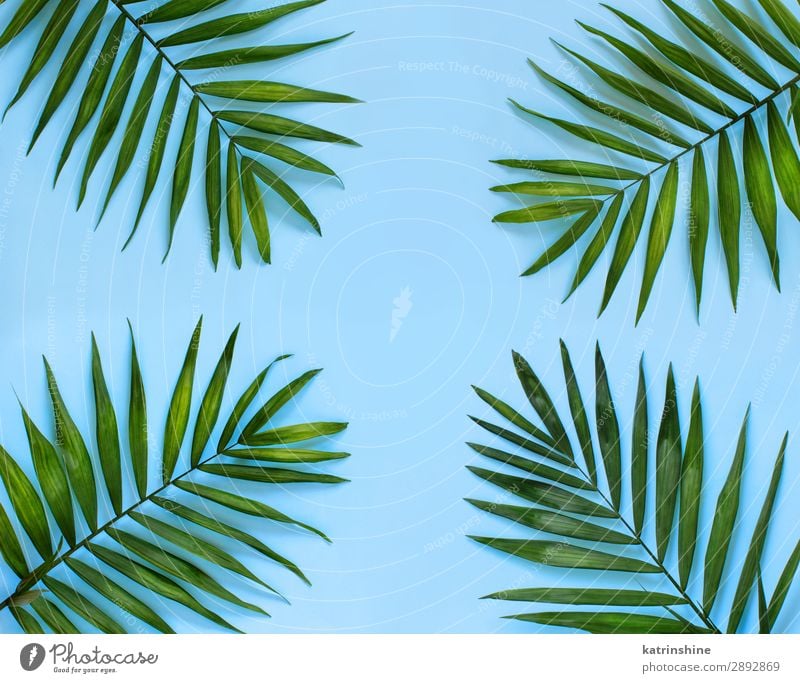 Palm leaf on a blue background Exotic Vacation & Travel Summer Leaf Fresh Modern Natural Above Blue Colour Copy Space Tropical palm conceptual Bird's-eye view