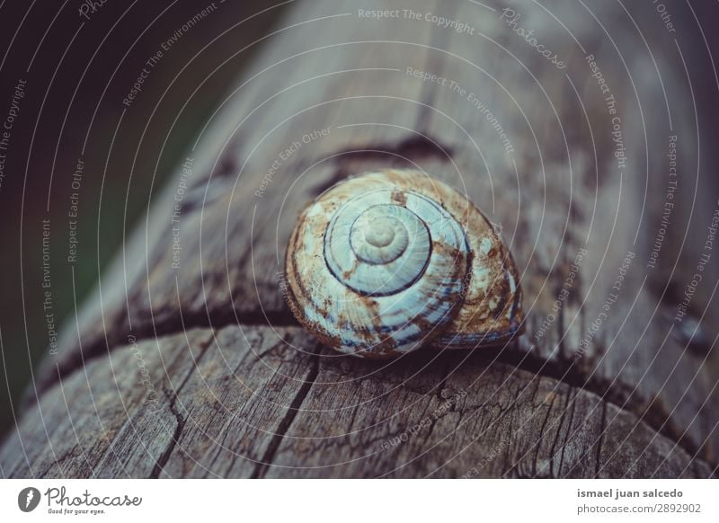 snail on the trunk Snail Animal Bug White Insect Small Shell Spiral Nature Plant Garden Exterior shot Fragile Cute Beauty Photography Loneliness