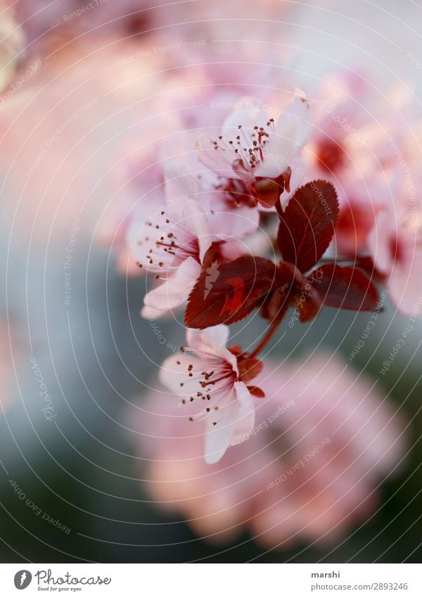 Feels like spring Spring Flower Blossom Blossoming Spring fever Nature Plant Blur Macro (Extreme close-up) Detail Pink Delicate Jump Blossom leave