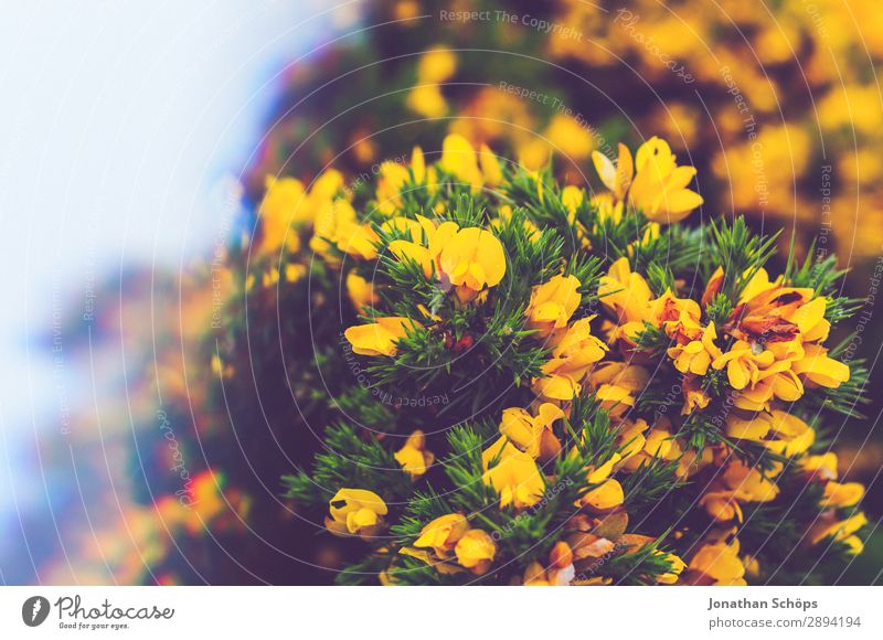 yellow gorse at Arthur's Seat in Edinburgh Vacation & Travel Hiking Environment Nature Landscape Plant Spring Bushes Esthetic Great Britain Scotland furze