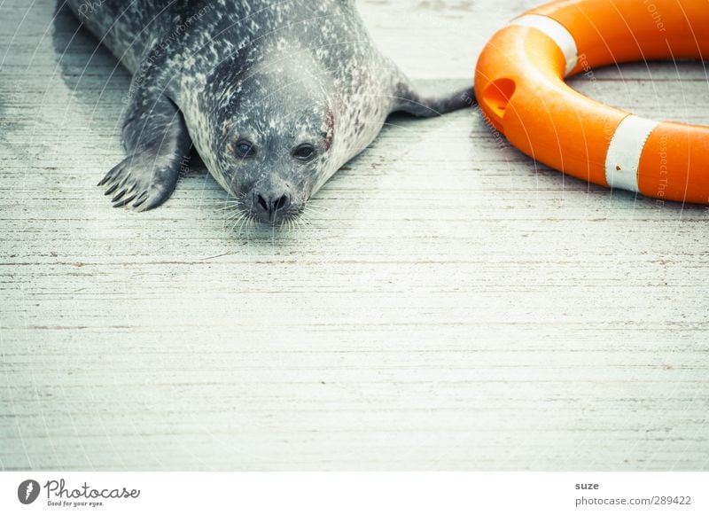 Rescue for the end of the world Animal Wild animal Animal face 1 Lie Wait Funny Curiosity Cute Orange Fatigue Harbour seal Seals Life belt Animal protection