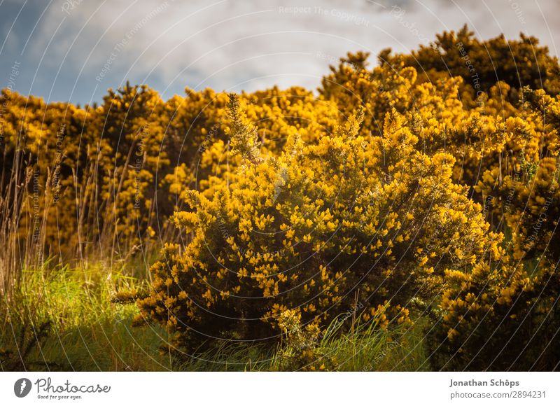 yellow gorse at Arthur's Seat in Edinburgh Vacation & Travel Freedom Hiking Environment Nature Landscape Plant Spring Bushes Esthetic Great Britain Scotland