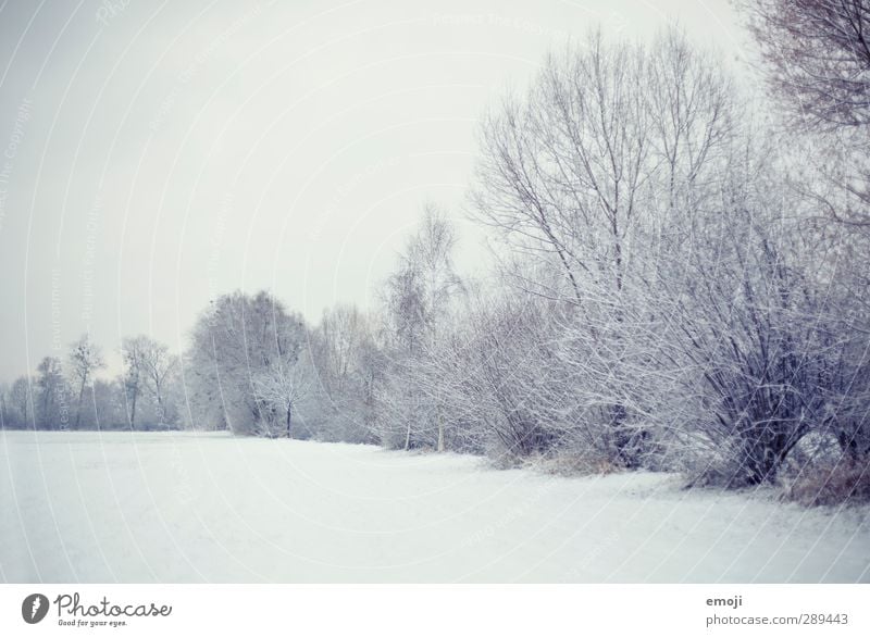 Free: Snowy winter background, gray sky