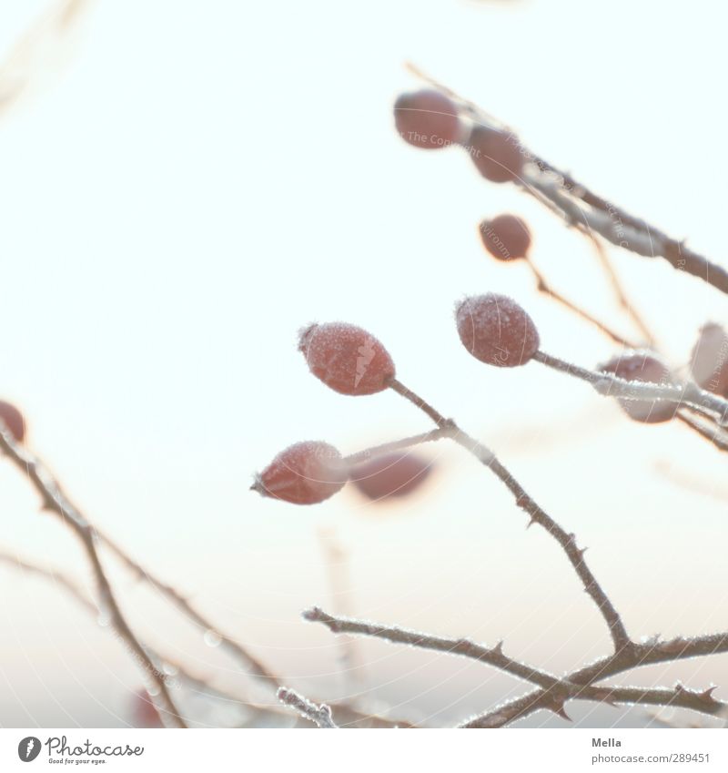 winter Environment Nature Plant Winter Ice Frost Wild plant Branch Rose hip Dog rose Bright Cold Natural Calm Pastel tone Thorn Prickly bush Colour photo
