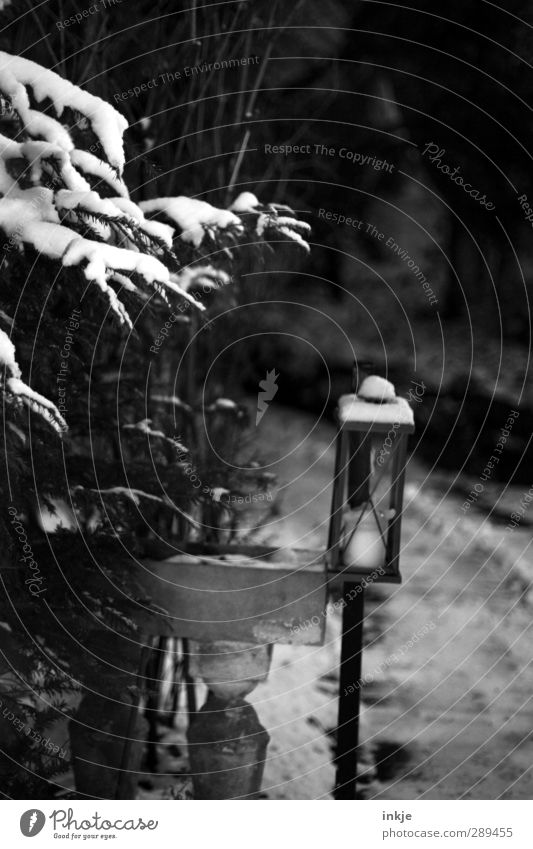 winter Winter Snow Bushes Coniferous trees Garden Park Deserted Lanes & trails Dark Lantern Candle Black & white photo Exterior shot Detail Day Evening Twilight