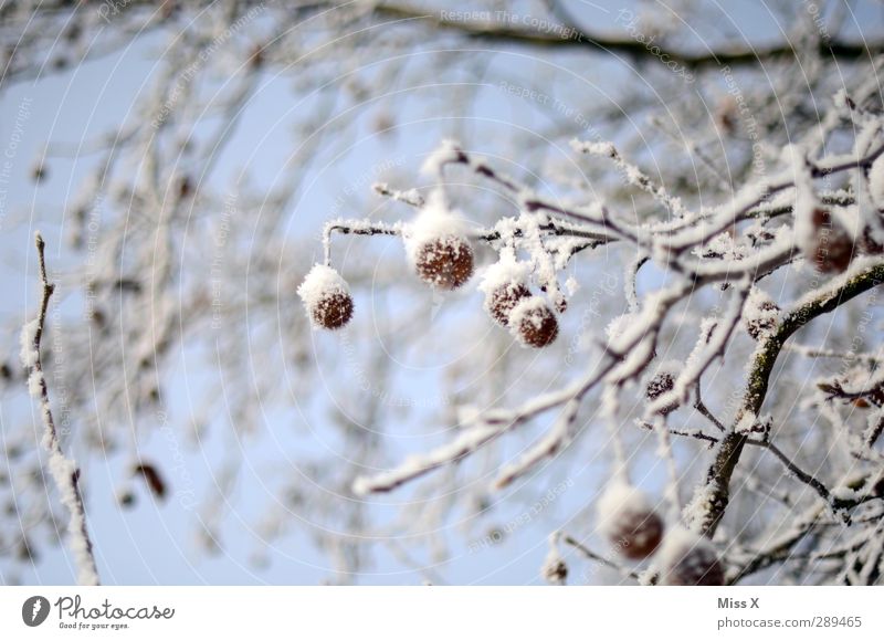 winter Winter Ice Frost Snow Tree Bushes Cold White Tuft American Sycamore Branch Colour photo Exterior shot Close-up Deserted Shallow depth of field