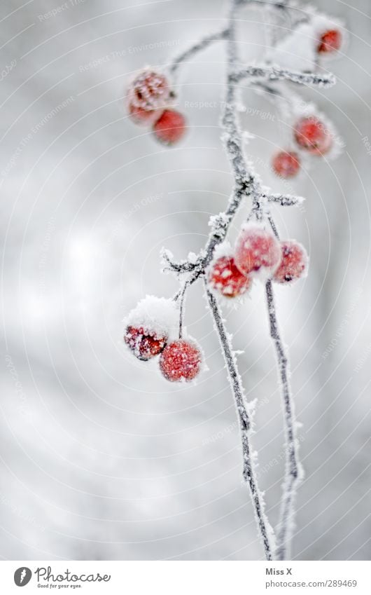 winter Winter Ice Frost Snow Plant Bushes Garden Glittering Cold White Fragile Hoar frost Branch Twigs and branches Berries Colour photo Multicoloured