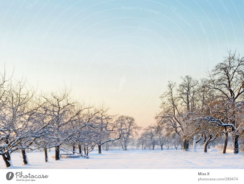 winter Landscape Winter Ice Frost Tree Meadow Cold White Snowscape Fruittree meadow Cloudless sky Colour photo Exterior shot Deserted Copy Space top Morning