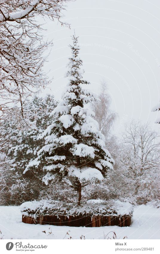 winter Winter Ice Frost Snow Tree Garden Park Cold White Fir tree Colour photo Subdued colour Exterior shot Deserted