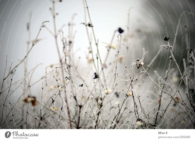 winter Winter Ice Frost Snow Plant Bushes Cold Gloomy Berries Twig Branch Subdued colour Exterior shot Close-up Deserted Shallow depth of field