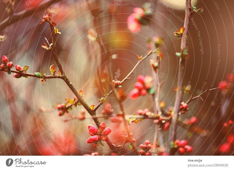 _ Environment Nature Plant Spring Summer Bushes Blossom Garden Park Blossoming Growth Beautiful Pink Moody Spring fever Optimism Esthetic Contentment Fragrance