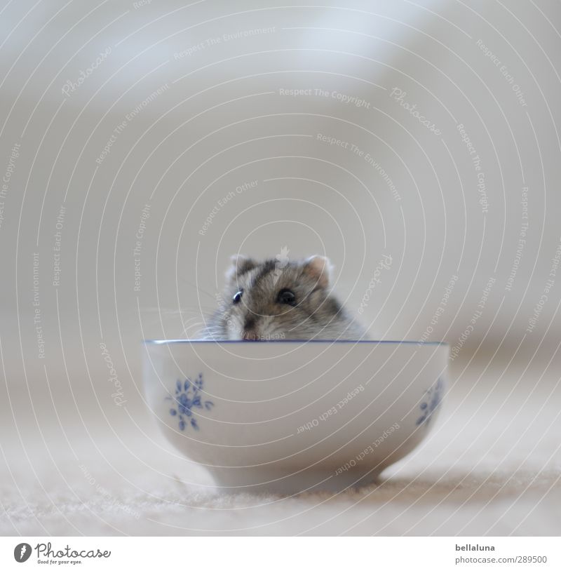 Karlis Arche, end of the world. Animal Pet Pelt 1 Sit Blue Gray Black White Cup Hamster Pygmy Hamster Crouching Colour photo Subdued colour Multicoloured