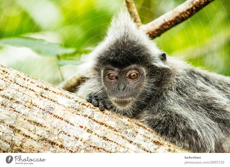 the hairstyle sits;) Vacation & Travel Tourism Trip Adventure Far-off places Freedom Nature Tree Leaf Virgin forest Wild animal Animal face Pelt Monkeys