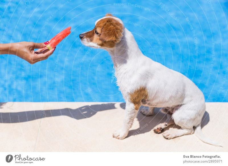 woman giving watermelon to her dog. swimming pool background Fruit Diet Joy Swimming pool Vacation & Travel Summer Summer vacation Sun Human being Feminine