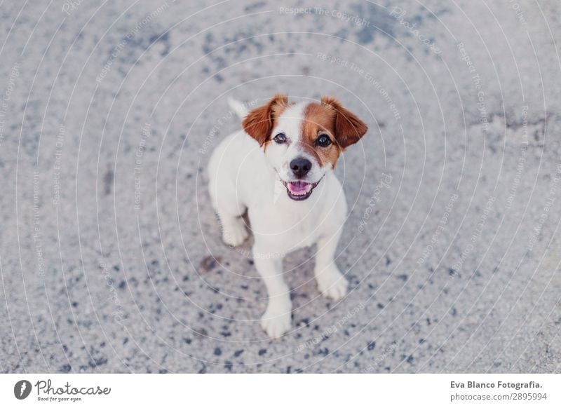 portrait outdoors of cute small dog looking into camera Lifestyle Elegant Joy Happy Beautiful Playing Summer Friendship Adults Animal Pet Dog Observe Smiling