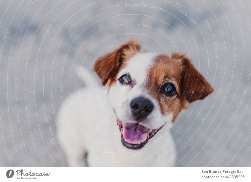 portrait of a cute small dog looking at camera Lifestyle Elegant Joy Beautiful Playing Summer Friendship Animal Sunrise Sunset Pet Dog 1 Observe Smiling Sit