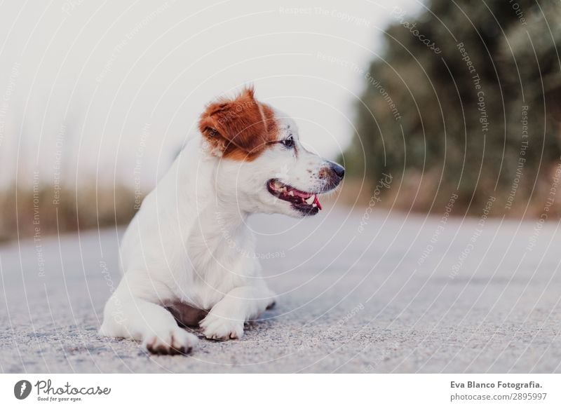 portrait outdoors of a cute small dog lying on the floor Lifestyle Elegant Joy Happy Beautiful Playing Summer Friendship Adults Animal Pet Dog 1 Observe Smiling