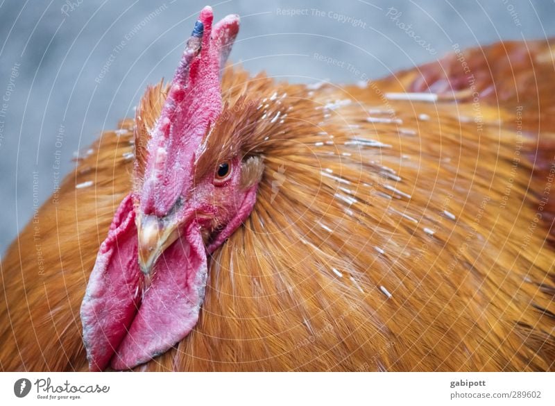 Oh, no, the chickens are not laughing. Animal Pet Farm animal Bird Animal face 1 Sustainability Natural Brown Red Happy Joie de vivre (Vitality) Power