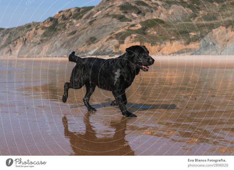 beautiful black labrador walking by the sea shore Lifestyle Joy Happy Beautiful Relaxation Playing Hunting Vacation & Travel Summer Sun Beach Ocean Friendship