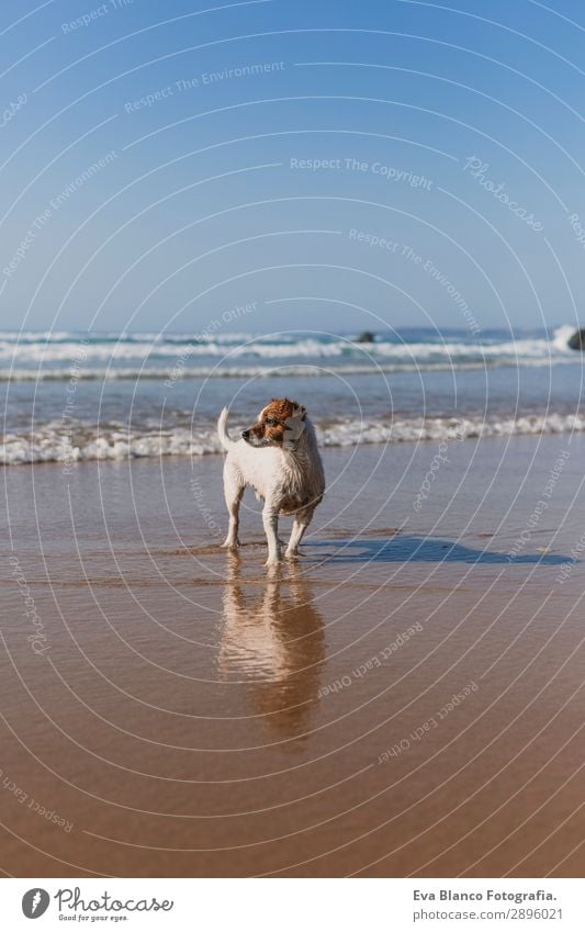 beautiful small dog on the sea shore Lifestyle Joy Happy Beautiful Relaxation Playing Hunting Vacation & Travel Summer Sun Beach Ocean Friendship Nature Animal