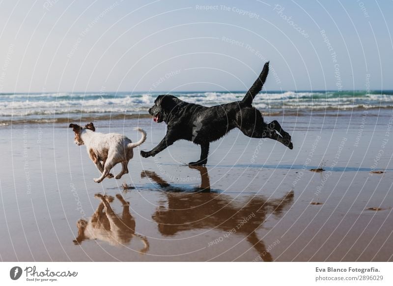 two happy dogs having fun at the beach. Running Lifestyle Joy Happy Beautiful Relaxation Playing Hunting Vacation & Travel Summer Sun Beach Ocean Friendship