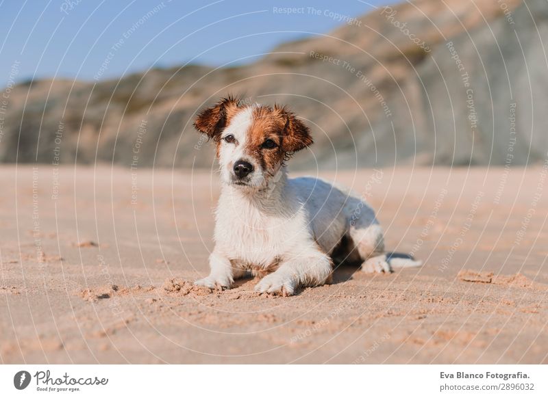 happy cute young small dog having fun at the beach Lifestyle Joy Happy Relaxation Playing Hunting Vacation & Travel Summer Sun Beach Ocean Friendship Nature