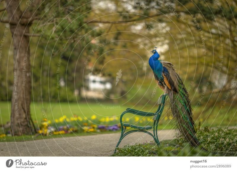 Peacock on park bench Environment Nature Landscape Plant Animal Spring Summer Autumn Beautiful weather Tree Flower Grass Bushes Garden Park Meadow Forest Pet