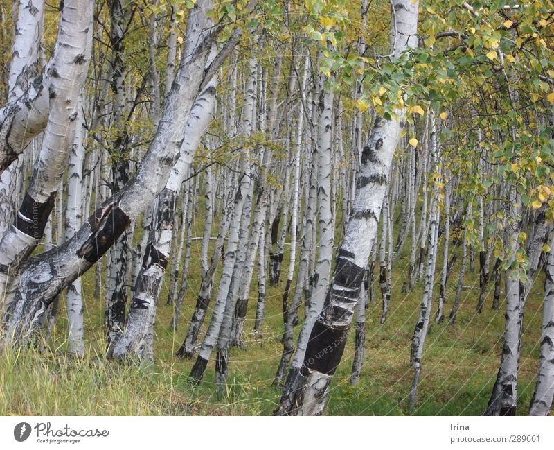 Russia Beresa Nature A Royalty Free Stock Photo From Photocase