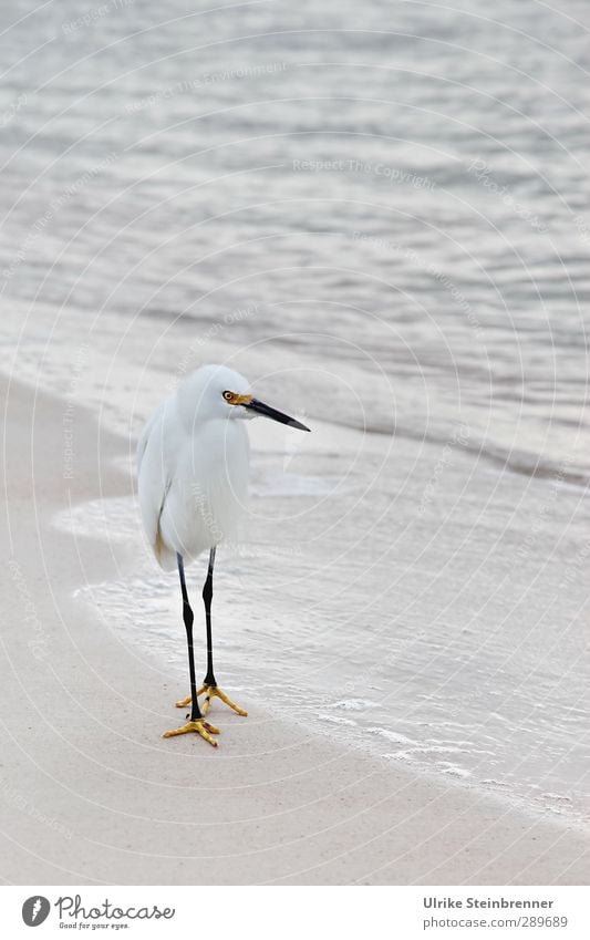 Whiteness I Environment Nature Animal Sand Water Spring Bad weather Waves Ocean Atlantic Ocean Wild animal Bird Little Egret walking bird Heron 1 Observe