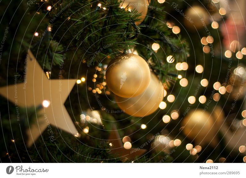 Merry Christmas! Merry Christmas! :) Elegant Winter Living room Feasts & Celebrations Christmas & Advent Gold Green Fir tree Christmas tree Christmas decoration
