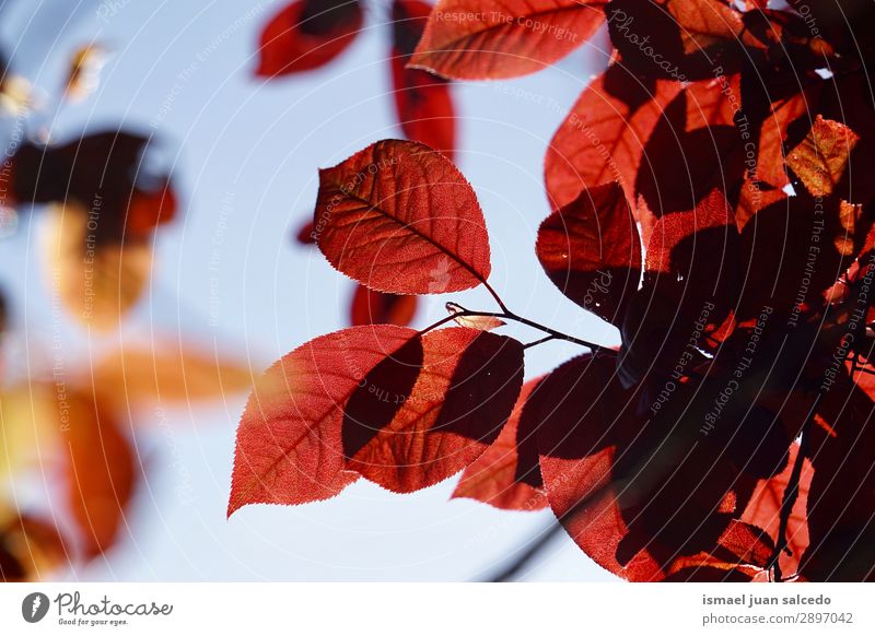 red tree leaves texture in springtime Tree Branch Leaf Red Nature Abstract Consistency Exterior shot Neutral Background Beauty Photography Fragile Fresh Spring