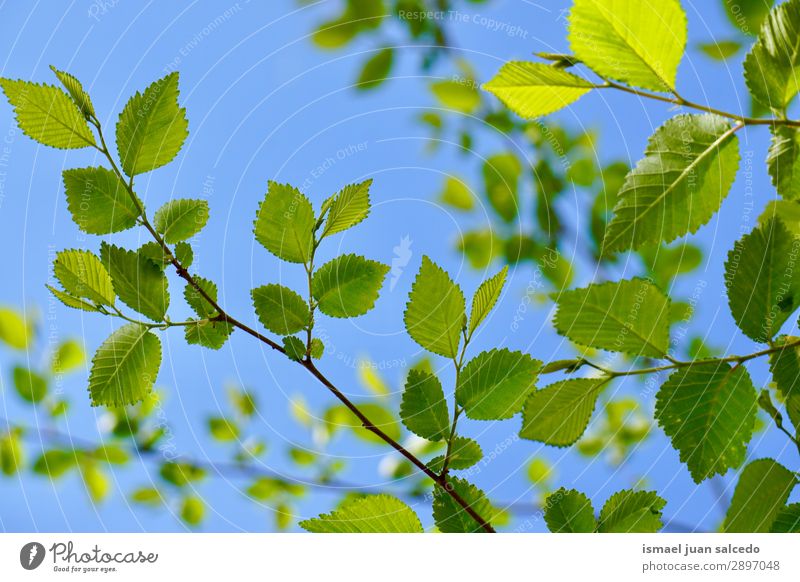 green tree leaves in springtime Tree Branch Leaf Green Nature Abstract Consistency Exterior shot Neutral Background Beauty Photography Fragile Fresh Spring
