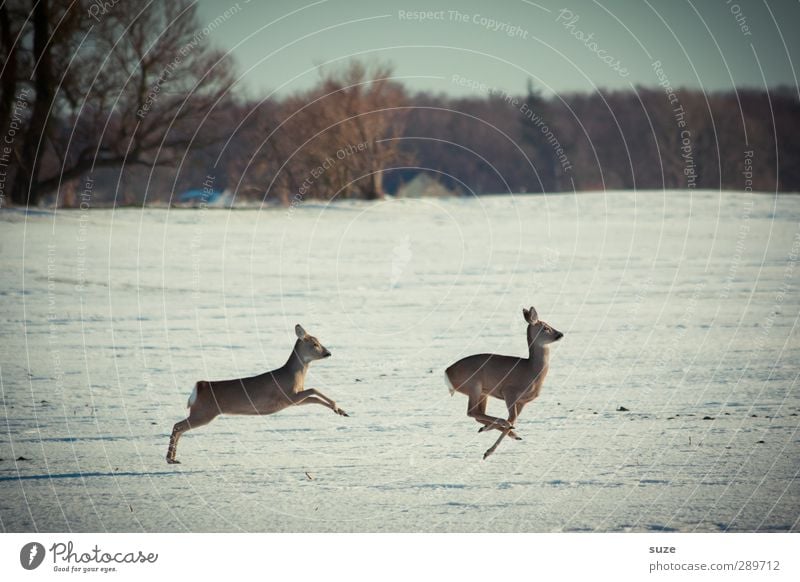 I don't have time for haste Hunting Winter Environment Nature Landscape Animal Sky Horizon Snow Tree Field Forest Wild animal 2 Pair of animals Running Movement