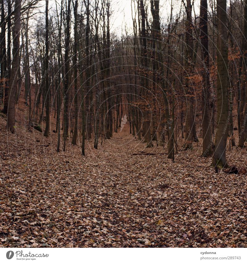 forest path Harmonious Relaxation Calm Trip Adventure Far-off places Hiking Environment Nature Landscape Autumn Tree Forest Loneliness End Expectation Freedom