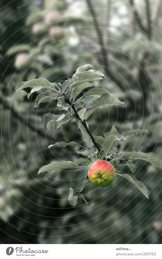 The question of guilt. An apple hangs on the apple tree, you can hardly believe it. Apple Tree Apple tree Leaf Fresh Healthy fruit Healthy Eating