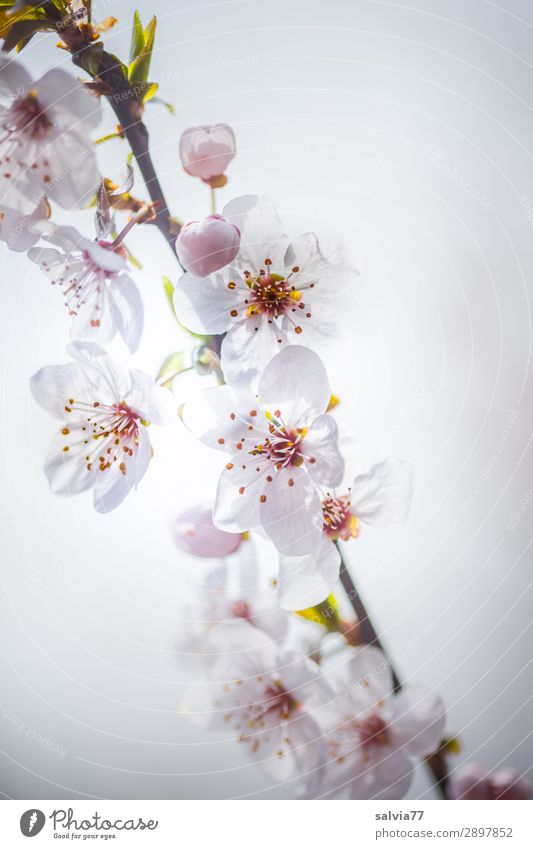 spotless Environment Nature Plant Spring Tree Blossom Twig Cherry blossom Garden Park Blossoming Fragrance White Spring fever Ease Colour photo Exterior shot