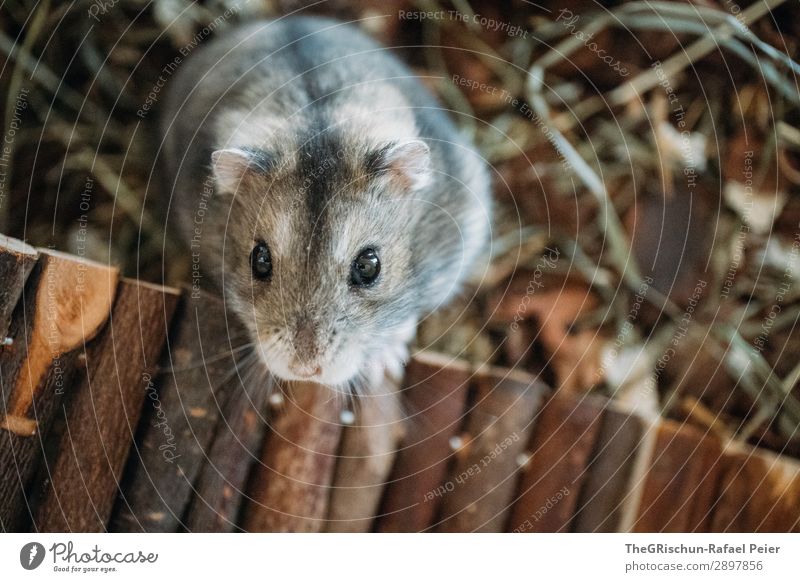 Hamsters Animal Pet 1 A Royalty Free Stock Photo From Photocase