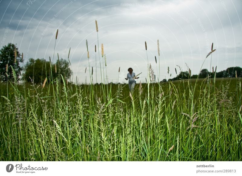 meadow Nature Field Trip Detail Thunder and lightning Grass Sky Horizon Cornflower Poppy Rain Summer Low pressure zone Forest Clouds Cloud cover Human being