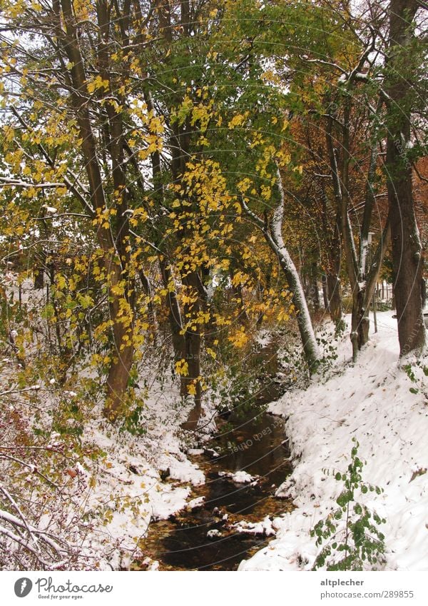 Snow in autumn Nature Plant Autumn Weather Tree Leaf Brook Brown Yellow Gray Green White Cold Deciduous tree Colour photo Exterior shot Deserted Morning