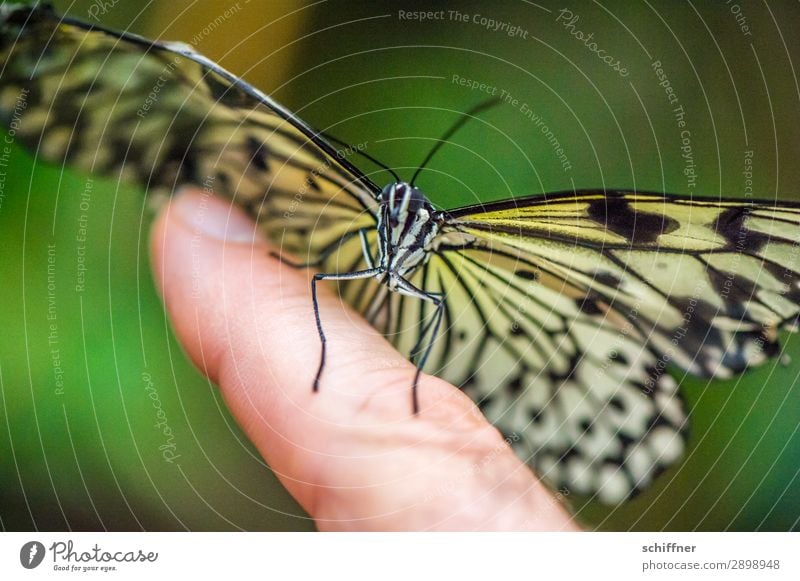 skin thing | hand flatterer Fingers Animal Wild animal Butterfly 1 Flying Sit Exceptional Near Close-up Skin Touch Landing Strip Judder Forefinger Smooth