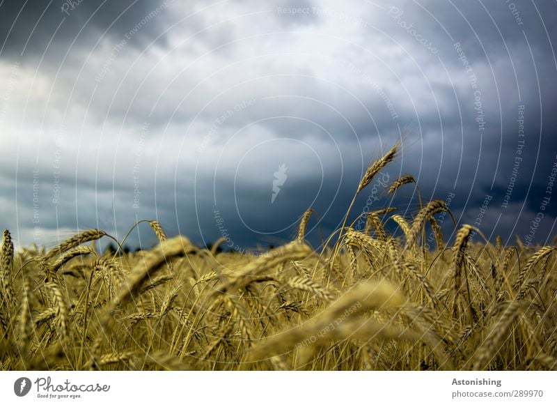 in the cornfield Environment Nature Landscape Plant Air Sky Clouds Weather Storm Gale Agricultural crop Field Forest Blue Multicoloured Yellow Gold Black White